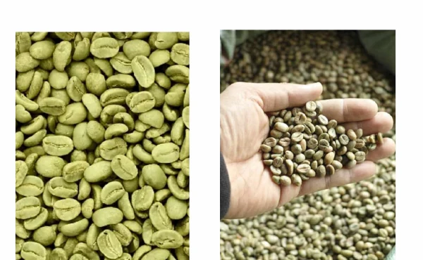 Café brasileiro arábica e conilon